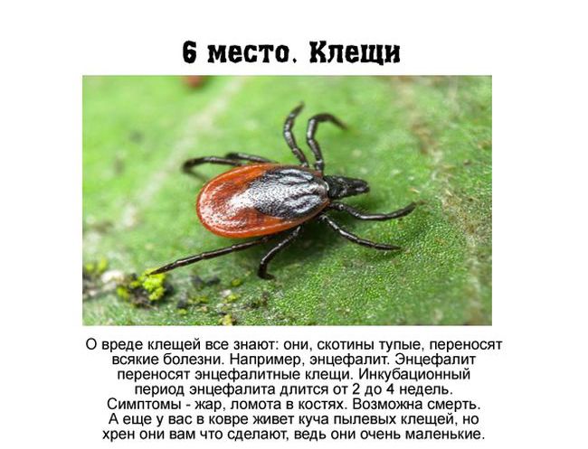 Топ 7 самых опасных насекомых, обитающих в России (7 фото)