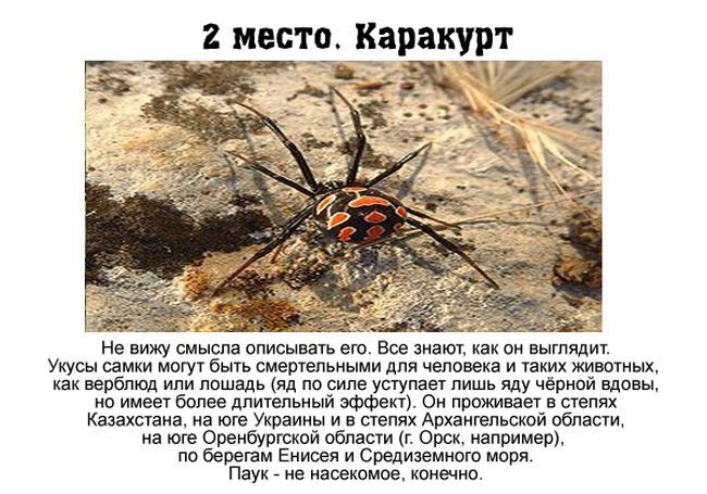 Топ 7 самых опасных насекомых, обитающих в России (7 фото)