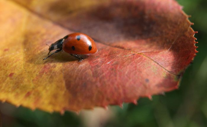 Осеннее настроение в ярких красках (40 фото)