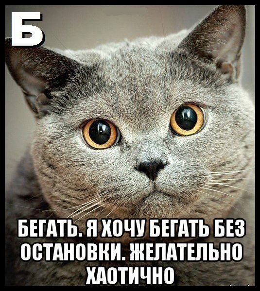 Алфавит по-кошачьи (10 картинок)