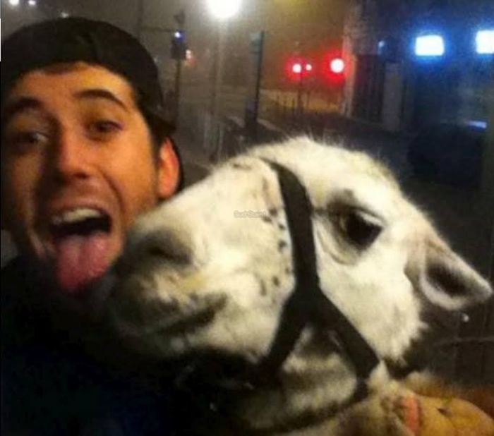 Пьяные студенты похитили ламу из цирка (5 фото + видео)