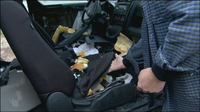Не оставляйте конфеты внутри автомобиля в Колорадо (15 фото)