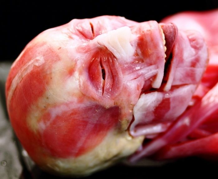 Синтетическая копия человеческого тела (10 фото)