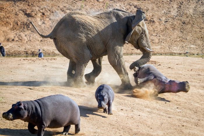 Разбушевавшийся слон против бегемота (10 фото) » Триникси