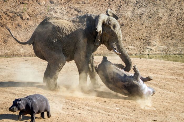 Разбушевавшийся слон против бегемота (10 фото)