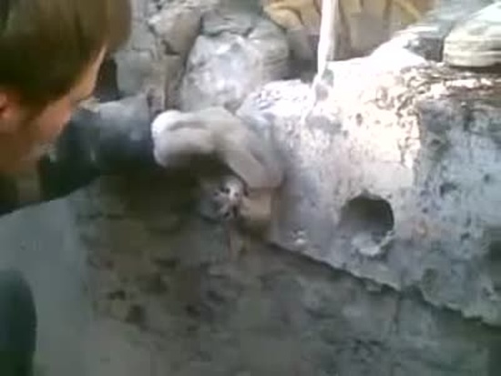Спасение котэ, застрявшего в бетонном блоке