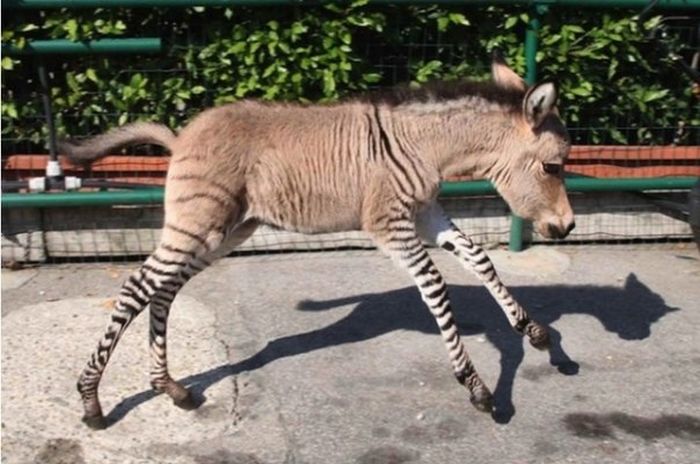 Необычный "ослик" родился в зоопарке (8 фото)