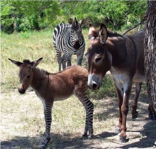 Необычный "ослик" родился в зоопарке (8 фото)