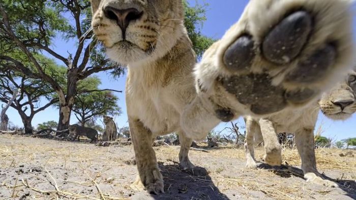 Львы против радиоуправляемой камеры (22 фото + видео)