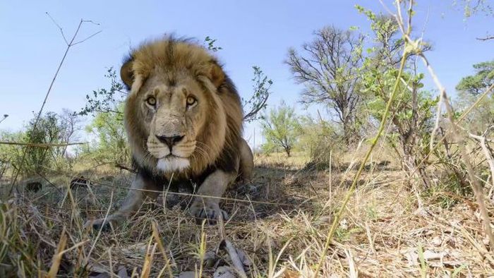 Львы против радиоуправляемой камеры (22 фото + видео)
