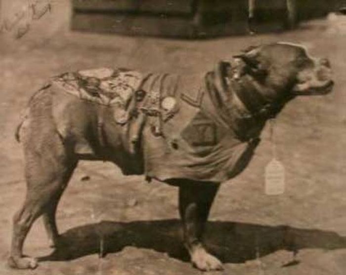 Уникальный боевой пес по кличке Стабби (12 фото)