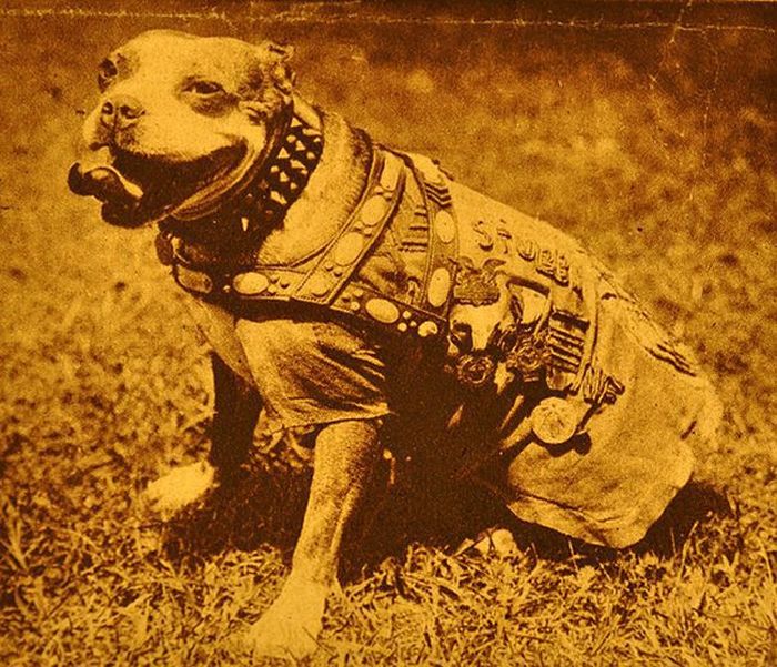 Уникальный боевой пес по кличке Стабби (12 фото)