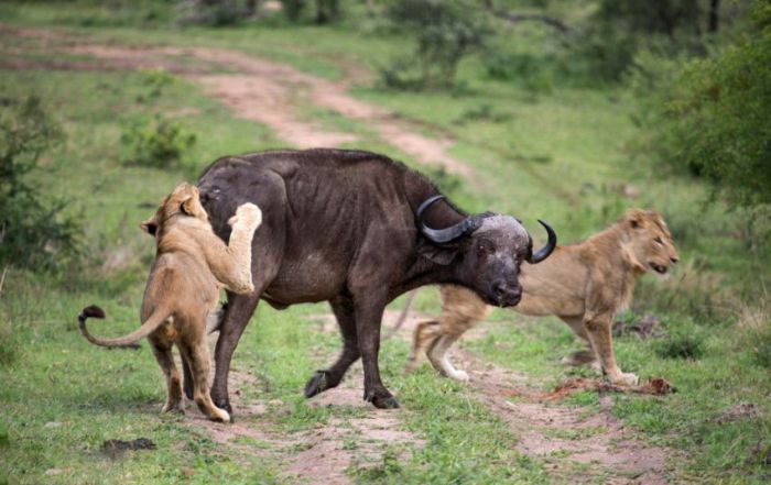 Взаимовыручка диких буйволов (12 фото)