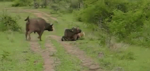 Взаимовыручка диких буйволов (12 фото)
