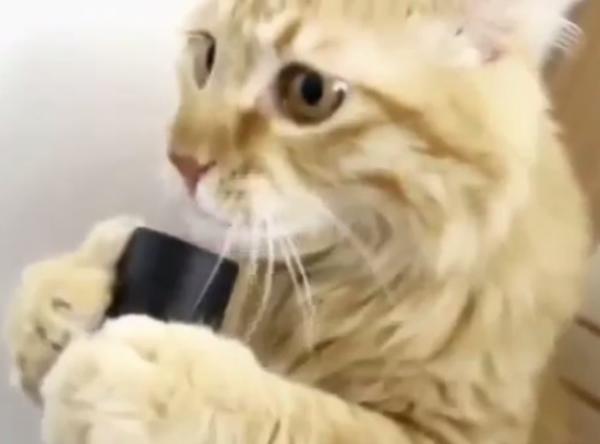 Нарезка самых смешных роликов про котов за 2013 год