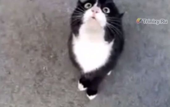Может вы знаете, где то, что ищет этот котэ?