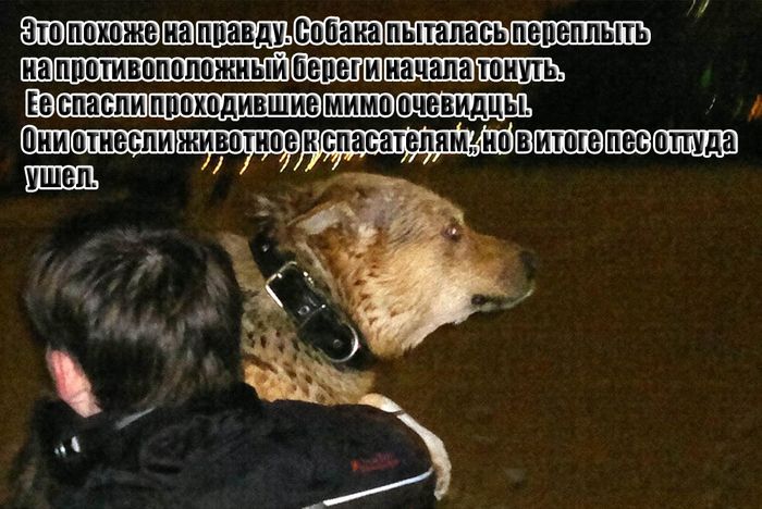 Преданный пес из Самары (9 фото)
