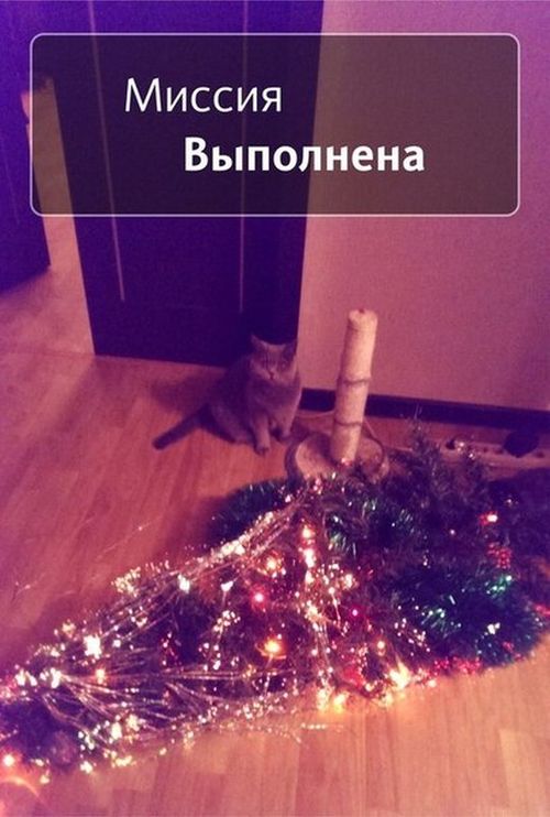 Прикольные картинки (90 фото)
