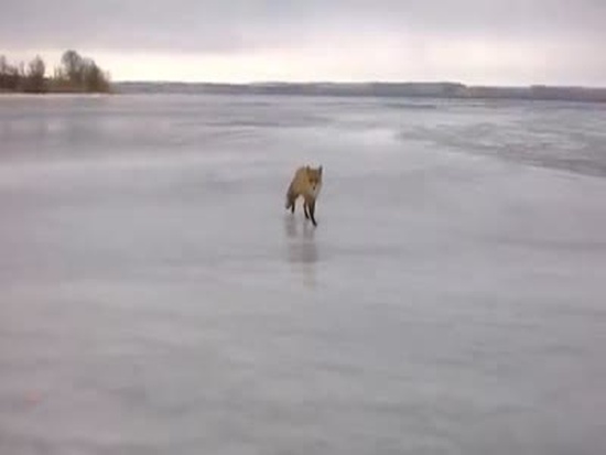 Нежданный гость на зимней рыбалке