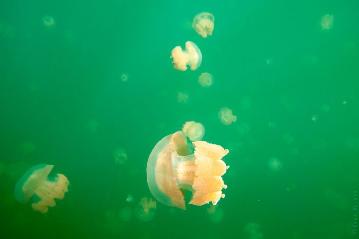 Озеро медуз (25 фото)