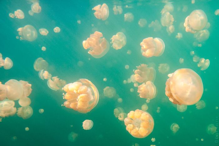Озеро медуз (25 фото)