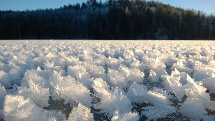 Зимний феномен: "ледяные цветы" (5 фото)