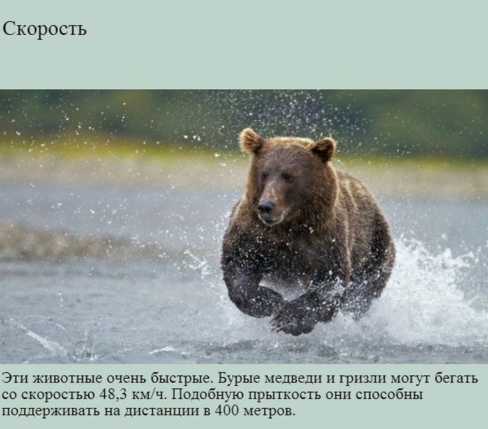 Интересно о медведях (9 фото)