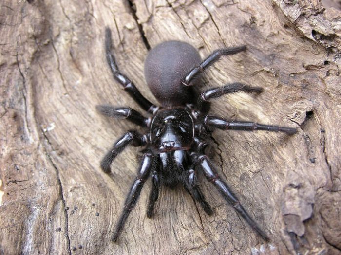 Множество пауков из Австралии (29 фото)