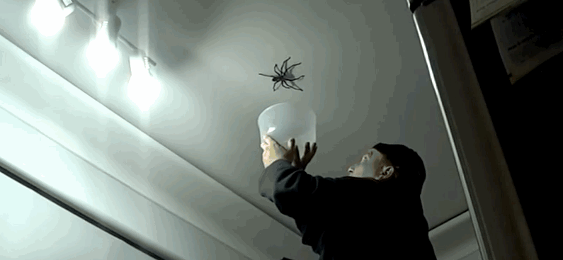 Множество пауков из Австралии (29 фото)