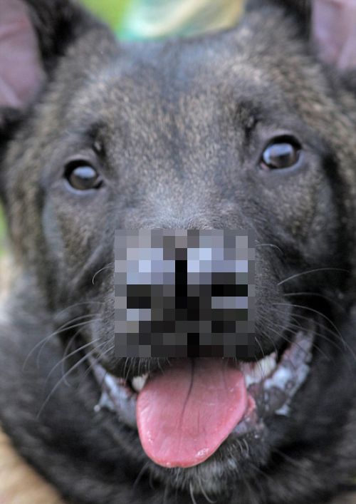 Необычная собака с двойным носом (8 фото)