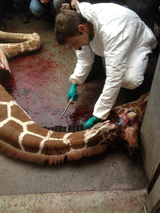 Жестокое убийство жирафа Мариуса сотрудниками зоопарка в Дании (13 фото)