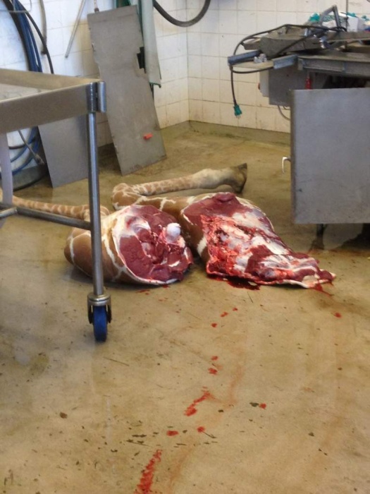 Жестокое убийство жирафа Мариуса сотрудниками зоопарка в Дании (13 фото)