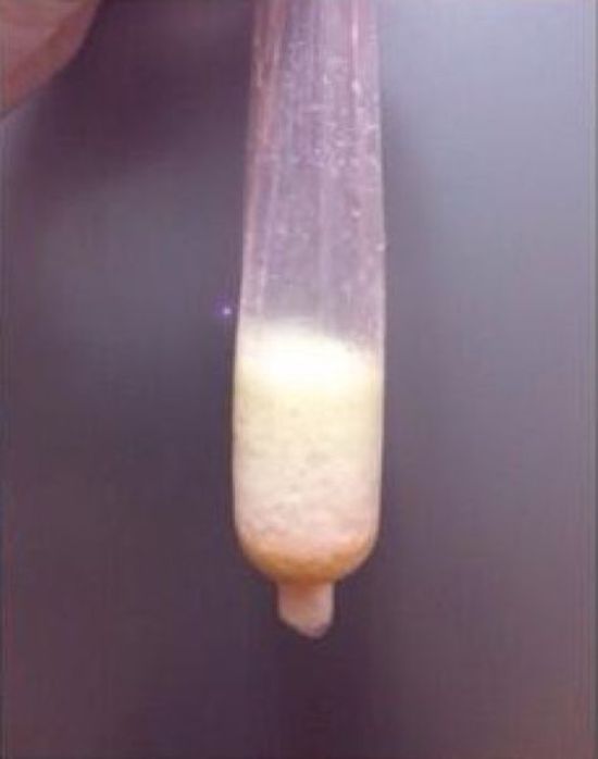 Омлет, сваренный в презервативе (4 фото)