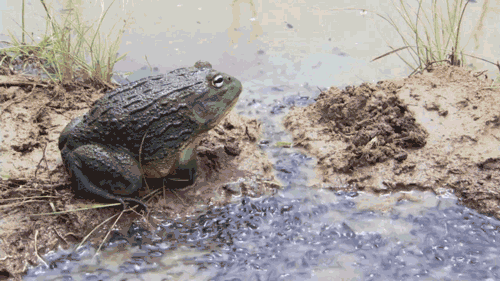 Мама-жаба и её детёныши (5 гифок)