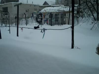 Котейка пробирается сквозь глубокий снег (4.3 мб)