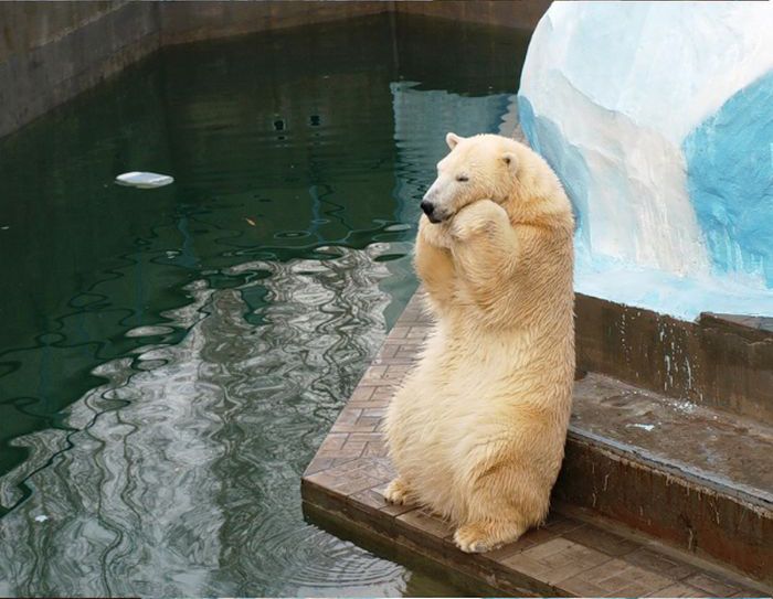 В Новосибирском зоопарке родился медвежонок (8 фото)