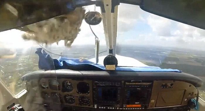 Столкновение самолета с гусем (9 фото)
