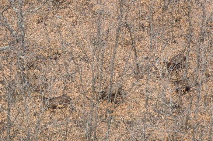 Спасение Амурских тигров от вымирания (32 фото)