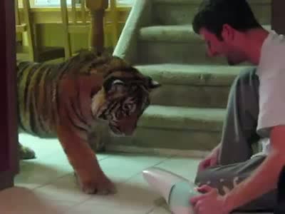 Тигр боится пылесоса, не меньше, чем обычный кот (10.9 мб)