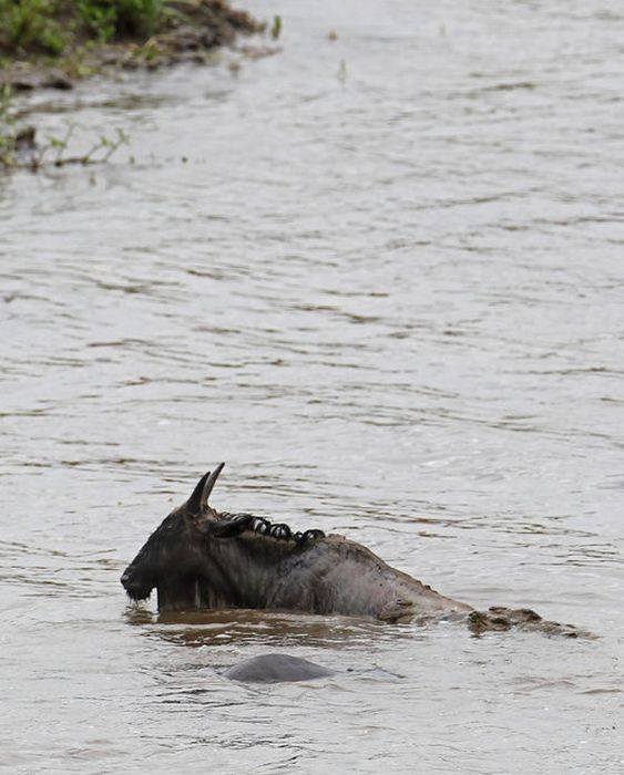 Бегемот спас антилопу от крокодила (11 фото)