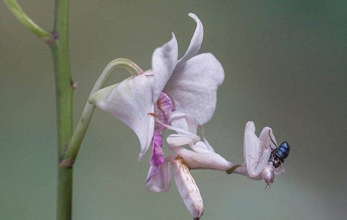 Коварный цветок орхидеи (3 фото)