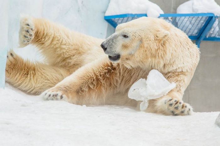 Недавно рожденный медвежонок в Новосибирском зоопарке (15 фото)