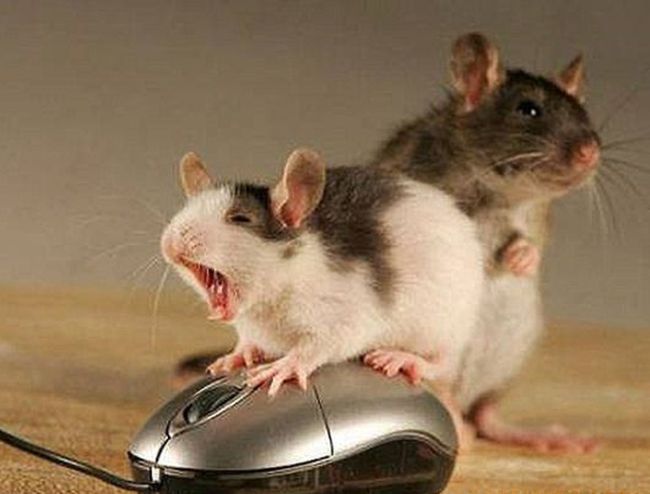 Секретные функции компьютерной мышки (6 фото)