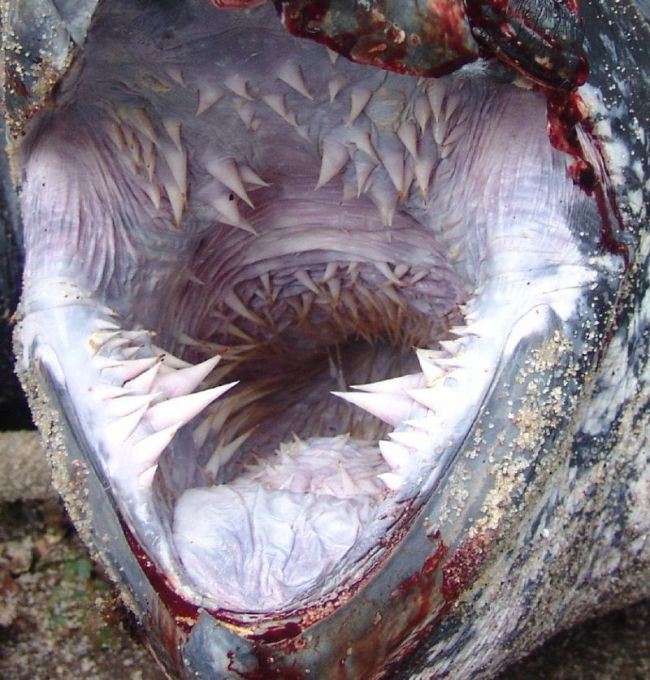 Один из самых необычных видов черепах на Земле (4 фото)
