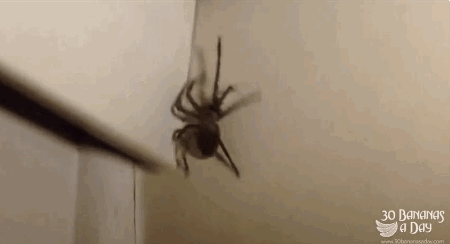 Видео убей паука. Комната с пауками. Паук на потолке. Огромный паук в доме. По стене ползет паук.