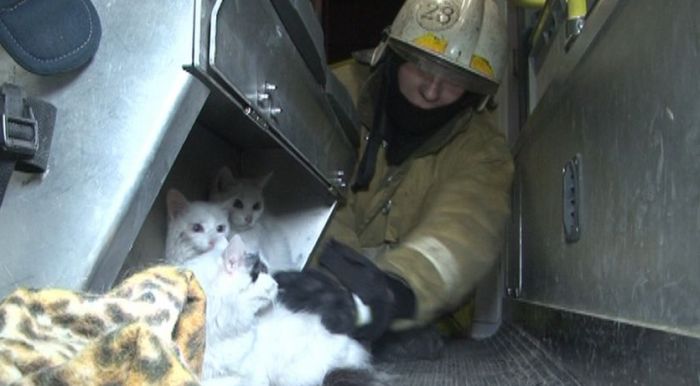 В Петербурге пожарные спасли кошек от пожара (7 фото)