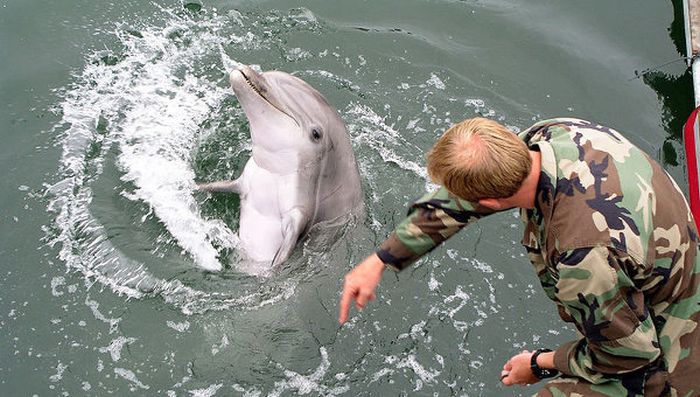 Крымские боевые дельфины теперь служат ВМФ России (6 фото)