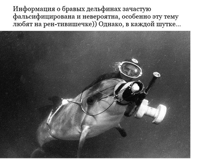 Крымские боевые дельфины теперь служат ВМФ России (6 фото)
