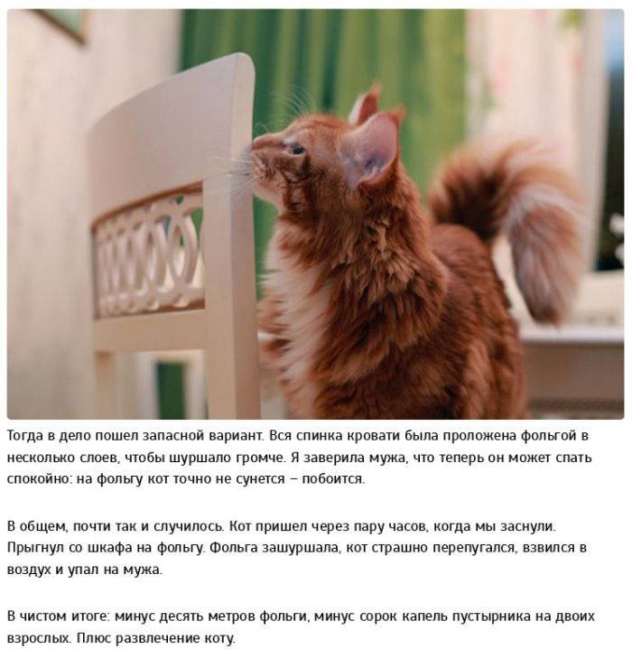 Позитивная история о дрессуре котов (10 фото)
