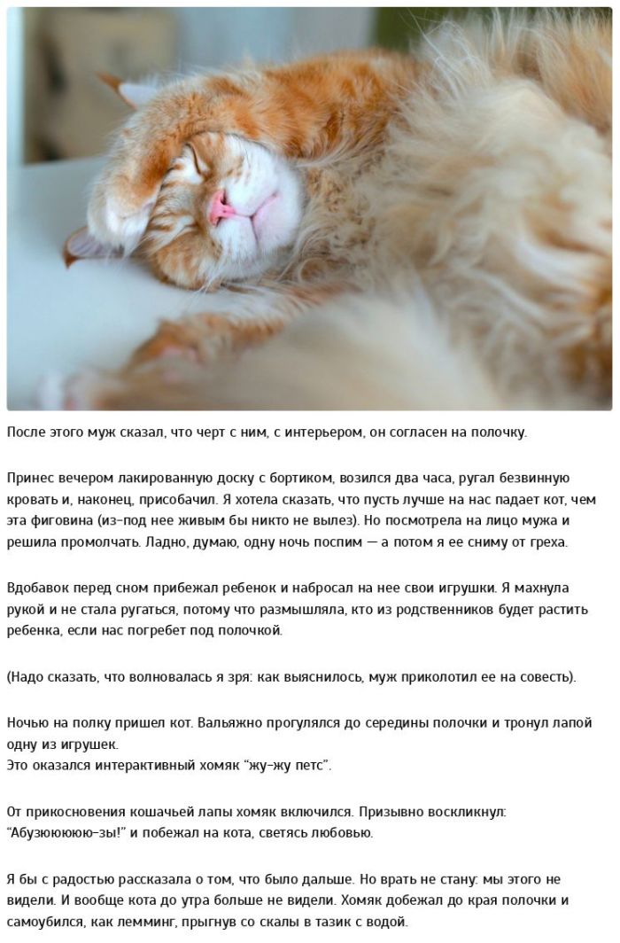 Позитивная история о дрессуре котов (10 фото)